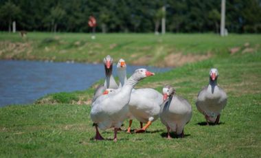 Terreno venta 2356 mts 2 totales - Campos de Roca II