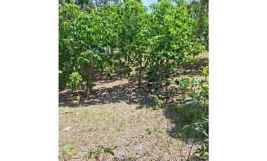 En venta Terreno en el Higo de San Carlos, Panamá Oeste