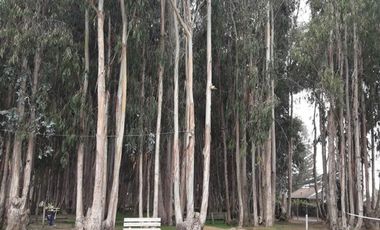 Departamento en Venta en Condominio Costa Algarrobo Norte