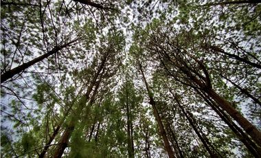 Venta Lote Bosque Vista Parcelacion El Retiro