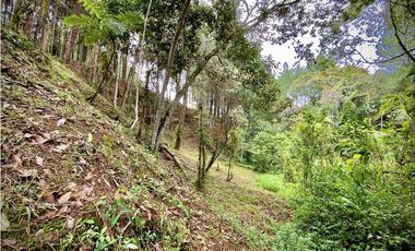 Venta Lote Bosque Vista Parcelacion El Retiro