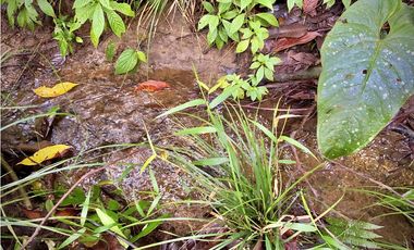 Venta Lote Bosque Vista Parcelacion El Retiro