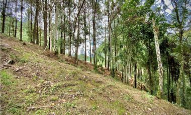 Venta Lote Bosque Vista Parcelacion El Retiro
