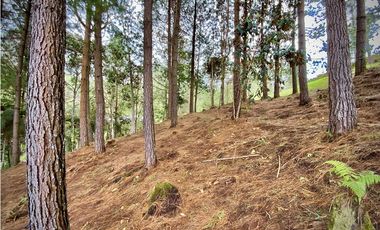 Venta Lote Bosque Vista Parcelacion El Retiro