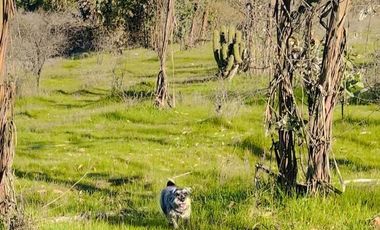 Parcelas planas a 35 minutos de Pichilemu frente a viña