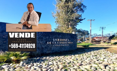 ALGARROBO, JARDINES DE LA CANDELARIA