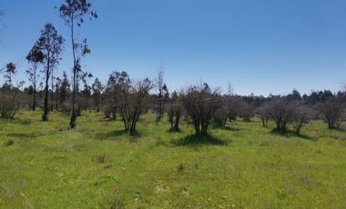 Parcelas planas a minutos centro de Chillán y San Nicolás