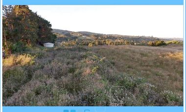 CHILOE / CHONCHI / RAUCO