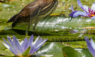 Hoteles en Venta en La Ladrillera