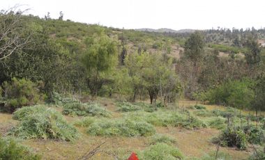 LINDO CAMPO  DE 10 HA CON AGUA Y LUZ EN LAGUNILLAS,CASABLANCA