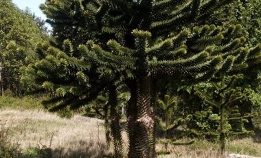 Parcela en Venta Carahue sector Mate Sanchez