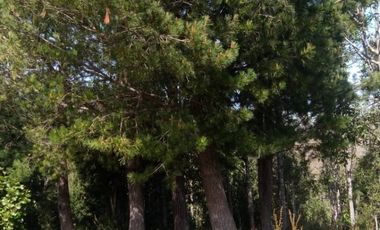 Parcela en Venta Carahue sector Mate Sanchez