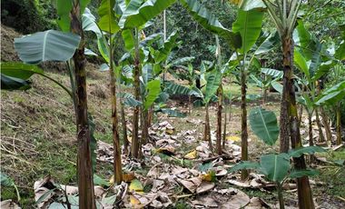 VENDO FINCA 1.5 HECTAREAS VEREDA LA SONORA NILO CUNDINAMARCA