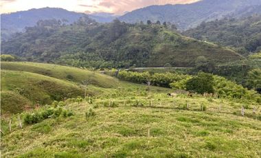 VENTA FINCA  8 CUADRAS AVENIDA CENTENARIO ARMENIA