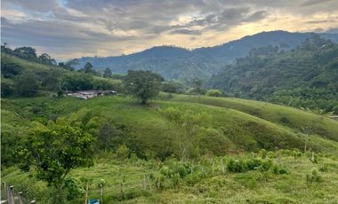 VENTA FINCA  8 CUADRAS AVENIDA CENTENARIO ARMENIA