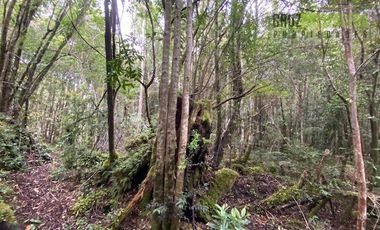 Parcela en Venta en Parcela con orilla de Río, Condominio Alerce Escondido - Polincay