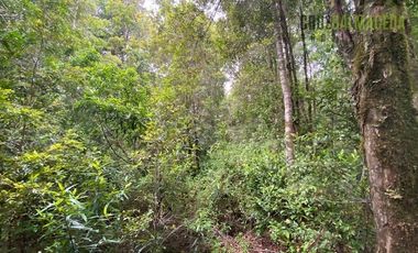 Parcela en Venta en Parcela con orilla de Río, Condominio Alerce Escondido - Polincay