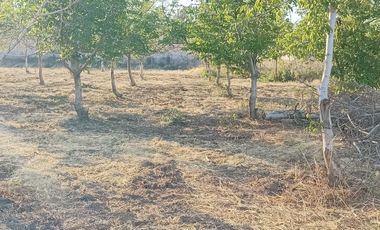 Parcela en venta en COLINA