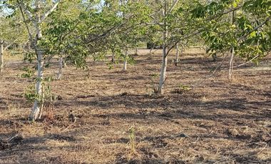 Parcela en venta en COLINA