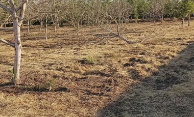 Parcela en venta en COLINA