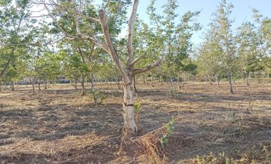 Parcela en venta en COLINA