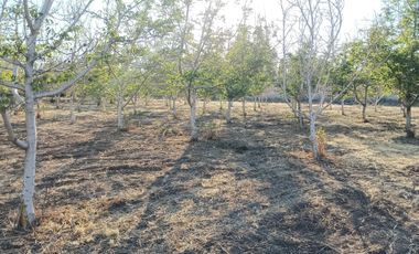 Parcela en venta en COLINA