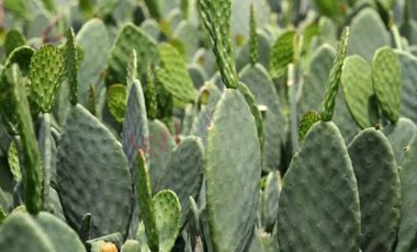 VENTA Terreno rustico, en Villa Milpa Alta. Gran Potencial para Derarrollo Habitacional, Comercial o Ejidal