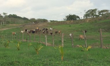 VENTA TERRENO CON ÁREA HOTELERA, PROY. DE VIVIENDA, ÁREA GANADERIA, AGRICOLA Y CAMARONERA