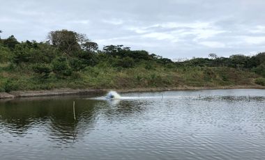 VENTA TERRENO CON ÁREA PARA PRODUCCIÓN GANADERA, AGRICOLA Y CAMARONERA – COJIMIES