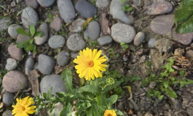 Venta / Permuta. Barrio Cerrado Palos Verdes Country Club.