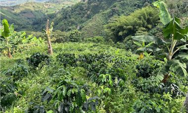 Hermosa Finca Cafetera Técnificada, en  Belalcazar