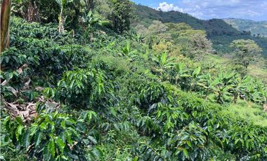 Hermosa Finca Cafetera Técnificada, en  Belalcazar