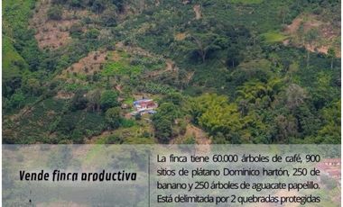 Hermosa Finca Cafetera Técnificada, en  Belalcazar