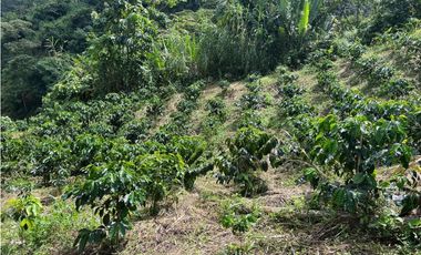 Hermosa Finca Cafetera Técnificada, en  Belalcazar