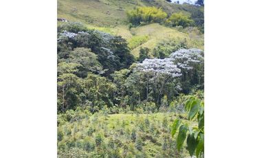 Espectacular finca en la Florida, Risaralda.