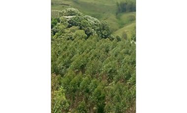 Espectacular finca en la Florida, Risaralda.