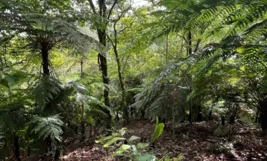 Terreno en Venta en Ciudad de Cuetzalan, Cuetzalán del Progreso, Puebla