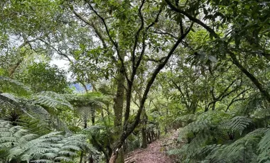 Terreno en Venta en Ciudad de Cuetzalan, Cuetzalán del Progreso, Puebla