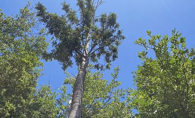 PUERTO VARAS Y ENSENADA