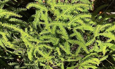 PUERTO VARAS Y ENSENADA