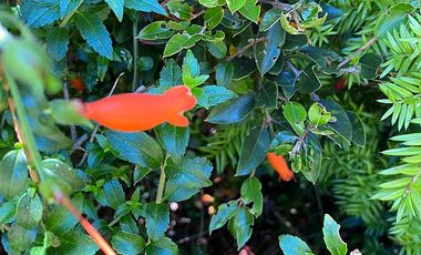 PUERTO VARAS Y ENSENADA