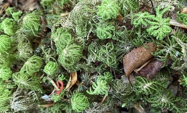 PUERTO VARAS Y ENSENADA
