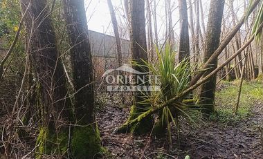 VALDIVIA, SECTOR COLLICO