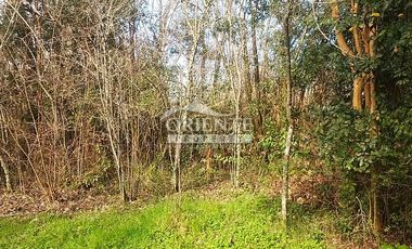 VALDIVIA, SECTOR COLLICO