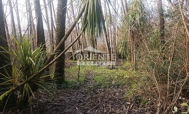 VALDIVIA, SECTOR COLLICO