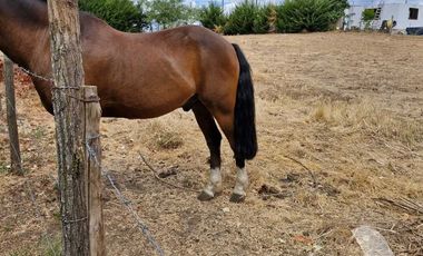 Parcela en venta en BULNES