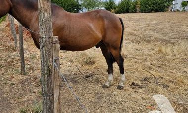 Parcela en venta en BULNES