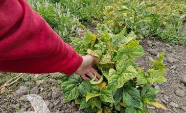 Parcela en venta en BULNES