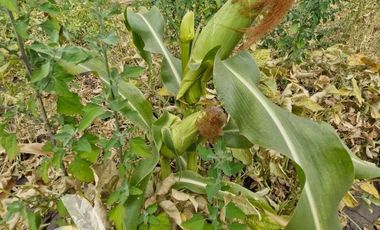 Parcela en venta en BULNES