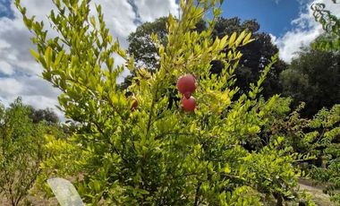 Parcela en venta en BULNES